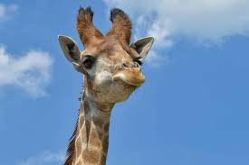 Image libre: la faune, nature, ciel bleu, girafe, animal, tête